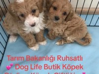MALTİPOO ŞEKERLER O NUMARA