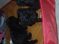 Orta boy poodle