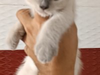 Lynx point scottish fold dişi