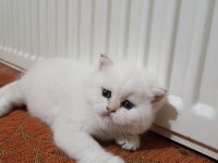 British Shorthair 2,5 Aylık