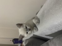 Pamuk british shorthair kızlar