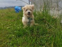 Sahibinden uyguna acil maltipoo