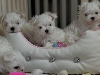 Maltese puppies 1 kg