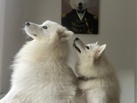 safkan samoyed