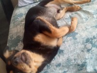 6 Aylık Erkek Minyatür Pinscher