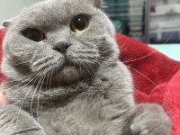İki yaşındaki scottish fold oğlumuza ömürlük yuva arıyoruz
