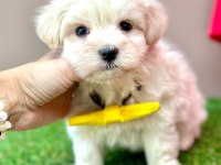 SAFKAN MALTESE TERRİER