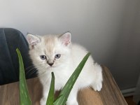 Sahiplendirme british longhair
