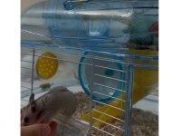 3 Aylık Suriye Hamster Sahiplendirme