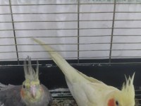 Grey ve lutino sultan papağanı