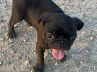 A+ HAMBURGER FACE BLACK PUG MOPS
