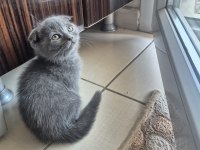 Scottish fold yavrumuz
