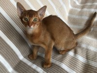 Safkan Abyssinian Yavrular