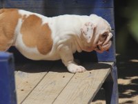 ŞİŞKO BULLDOG ÇOCUK
