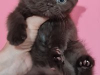 Sahibinden scottish fold yavrular