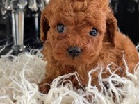 Bebek Toy Poodle