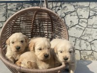 Baby face golden retriever