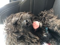 Terrier maltese