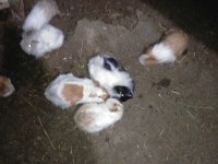 Büyük ve yavru guinea pig
