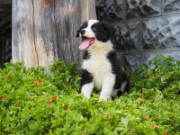 Border Collie Köpeği Yavrularımız
