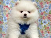 Sevimli Pomeranian Boo Yavrularımız