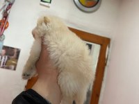 Pomeranian boo