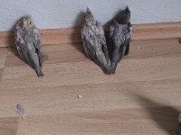 Bebek yavru sultan papağanları