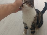 Çok iyi bir arkadaş kedimiz