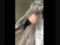 Asi ve tuvalet eğitimini tamamlanmış dişi british shorthair