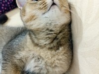 British shorthair 4 aylık