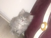 British longhair 60 günlük