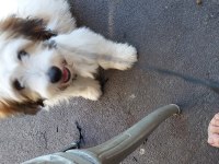 Havanese terrier 5 aylık