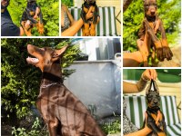 A Kalite 45 Günlük 5 Kg Doberman Yavrular Gönderim var
