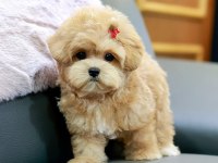 ANTİALERJİK TEACUP MALTIPOO BEBEKLERİMİZ