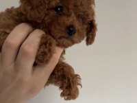 Bebekler gitmeye hazır poodle