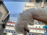 2.5 AYLIK ERKEK MALTESE TERRİER