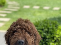 4 AYLIK ERKEK RED BROWN (KIZIL KAHVERENGİ) LABRADOODLE