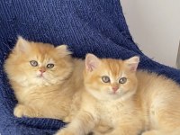 British golden ny 12 ve black golden