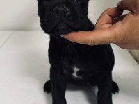 Cane Corso Yavru