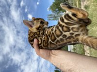 Saf kan bengal kedisi