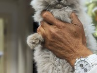 A kalite british longhair