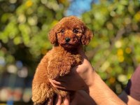 Dişi Erkek Safkan Poodle