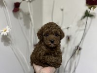 Kore Teacup Poodle yavrular