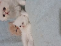 Safkan iran kedi yavrusu