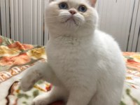 8 Aylık Saf kan Kedime Eş Arıyorum Çifleştirme