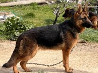 Safkan Düşük Bel Şecereli Alman Çoban Köpeği