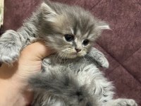 British Longhair ve Shorthair