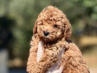 45 günlük orijinal toy poodle yavrumuz