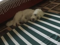 3 yaşında erkek maltese