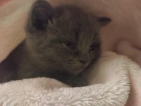 Ücretsiz sahiplendirme british shorthair